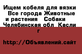 Ищем кобеля для вязки - Все города Животные и растения » Собаки   . Челябинская обл.,Касли г.